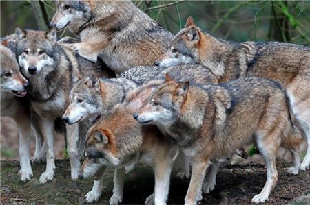 Kreis-CDU will endlich schnellere Abschussgenehmigungen für Wölfe