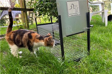 Unkastrierte Katzen sind ein Problem, nicht nur in Norden