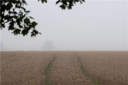 Blick auf ein Weizenfeld. Die Ernteerwartungen sind wegen des Regens gering.