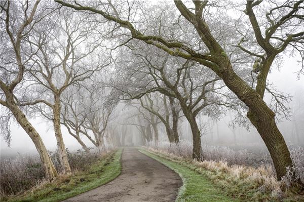 Das ist das Gewinnerfoto der Allee in Leybuchtpolder von Uwe Fröbel.
