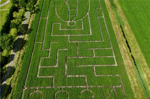 Das Maislabyrinth in Lütetsburg aus der Vogelperspektive. Foto: Martin Stromann