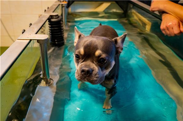 Das Unterwasserlaufband eröffnet eine besonders gelenkschonende Form der Bewegungstherapie.