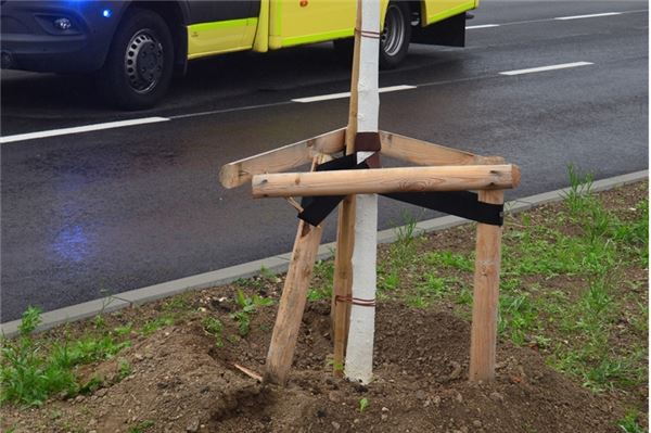 Der Baum wurde bei dem Aufprall beschädigt.