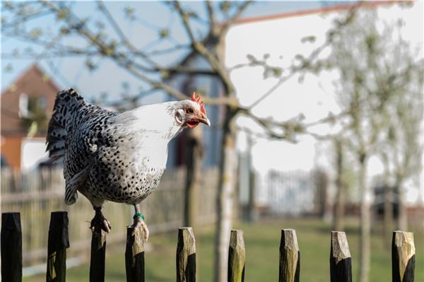 Der Landkreis Aurich beobachtet die Entwicklung aufmerksam, sieht aber noch keine Veranlassung für Konsequenzen. Foto: met