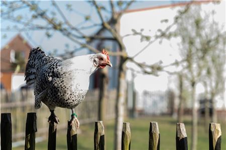 Der Landkreis Aurich beobachtet die Entwicklung aufmerksam, sieht aber noch keine Veranlassung für Konsequenzen. Foto: met