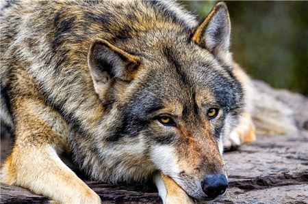 Der LHV fordert die Erlaubnis, Wölfe zu töten. Symbolfoto: dpa