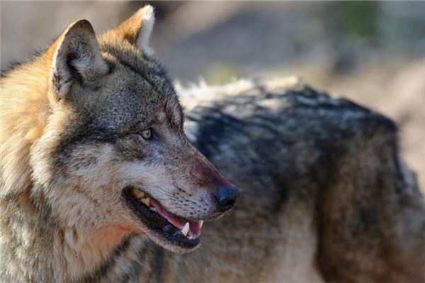 Mit Video: Wolf soll zwei Pferde verletzt haben Der Wolf - auch in Ostfriesland sorgt er für Angst.