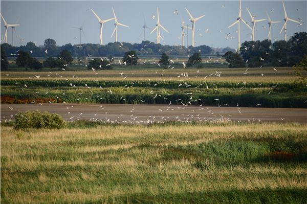 Dicht bebaute Windparks sind in der Krummhörn keine Seltenheit. Archivfoto: Martin Stromann