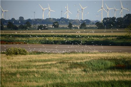 Dicht bebaute Windparks sind in der Krummhörn keine Seltenheit. Archivfoto: Martin Stromann