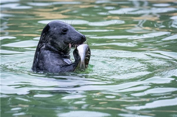 Die Anzahl an Kegelrobben im Wattenmeer steigt weiter an.