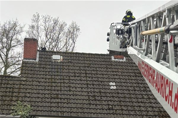 Feuerwehr will Katze von Dach retten, doch die will gar nicht gerettet werden