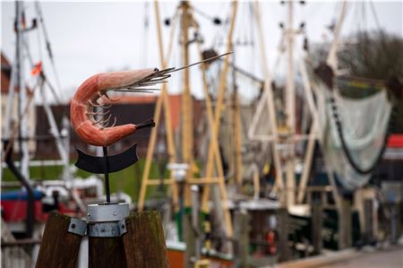 Die Figur einer Garnele steht vor den Krabbenkuttern im Hafen von Greetsiel. 