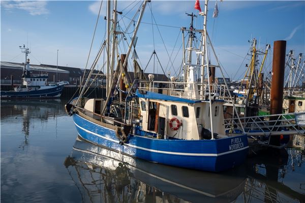 Die Fischer in Ostfriesland können aktuell mehr Krabben fangen. Foto: Ute Bruns