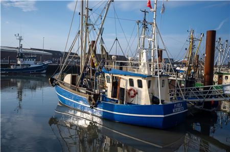 Die Fischer in Ostfriesland können aktuell mehr Krabben fangen. Foto: Ute Bruns