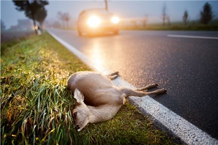 Die Hager Umgehungsstraße ist ein Schwerpunkt für Unfälle mit Wild. 