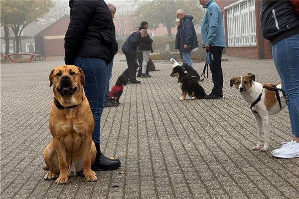 Die Hunde lernen, ein gutes Verhältnis mit dem Halter aufzubauen.Fotos: Keno Klaassen