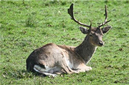 Ein Hirsch auf einer WIese