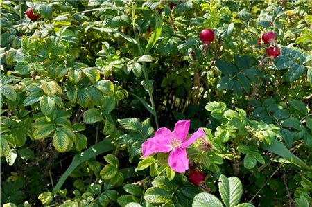 Die Kartoffelrose auf Baltrum. Ist schön, gehört dort aber nicht hin. Ihre Früchte - Hagebutten - sind schmackhaft und sehr groß.