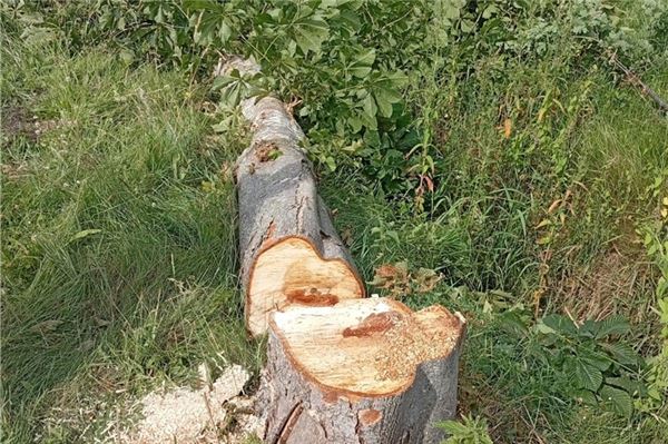 Kastanie auf Gemeindegrundstück illegal gefällt Die Kastanie wurde illegal gefällt. Foto: Gemeinde Südbrookmerland