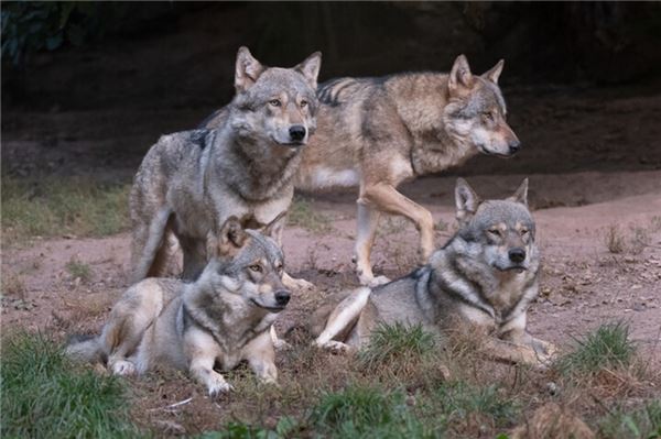 Jäger fordern wolfsfreie Zonen an der ostfriesischen Nordseeküste