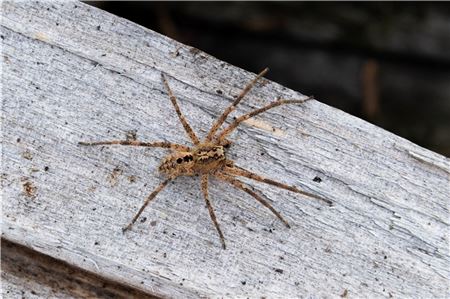 Die Nosferatu-Spinne wird auch in Ostfriesland häufiger gesehen - 2017 beispielsweise in einem Strandkorb auf Baltrum.