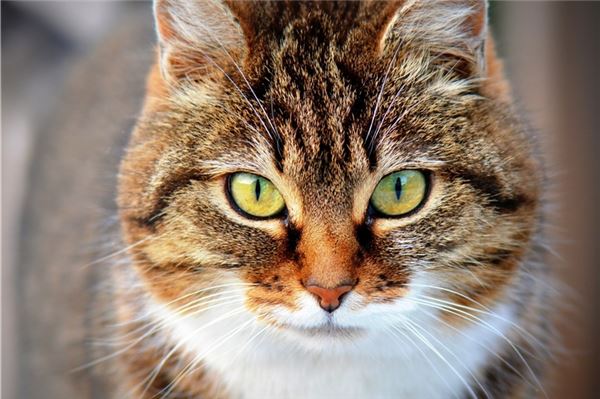 Rätselhafte Verletzungen bei Katzen in Leezdorf – Polizei bittet um Hinweise