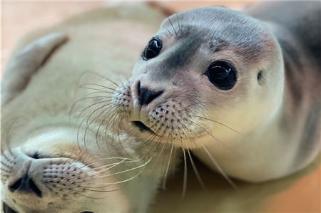 Die Seehundstation in Norddeich päppelte im vergangenen Jahr 100 Heuler auf. 