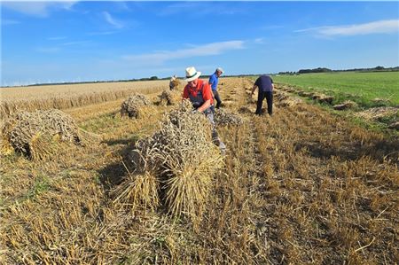 Die sommerlichen Temperaturen machten das Kornbergen zu einer schweißtreibenden Angelegenheit. Fotos: Silvia Cornelius