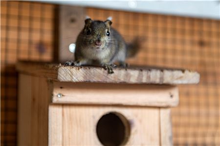 Die Streifenhörnchen kuscheln sich gemeinsam in ihre Höhlen.