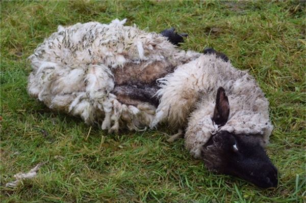 Kranke Schafe sorgen für Entsetzen am zweiten Weihnachtstag