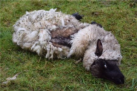 Die Tierfreunde haben nach der Entdeckung auf einer Weide in Upgant-Schott das Veterinäramt des Landkreises eingeschaltet.