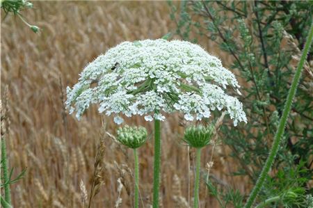 Die trügerisch hübsch aussehenden Blüten des giftigen Riesen-Bärenklaus. Foto: pixabay