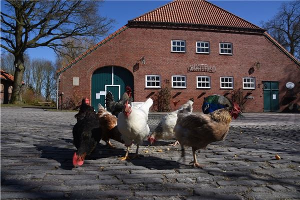 Geflügelpest: Stallpflicht für Tiere in Ostfriesland