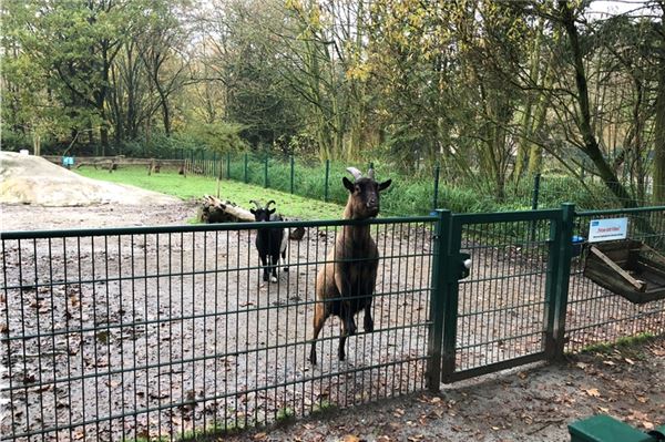 Die Ziegen in Birgits Tiergarten werden abseits der Saison nur von den Tierpflegern gestreichelt. Vom Frühjahr bis Herbst sieht das ganz anders aus. Fotos: Hauke Eilers-Buchta