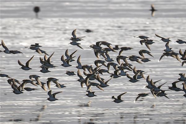 Die Zugvogeltage waren auch auf Norderney wieder ein absoluter Anziehungsmagnet. Archivfoto