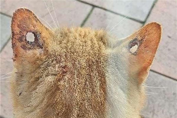 Diese Löcher in den Ohren wurden bei einer Katze in Leezdorf entdeckt.