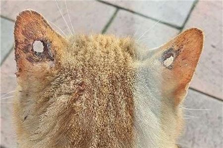 Diese Löcher in den Ohren wurden bei einer Katze in Leezdorf entdeckt.