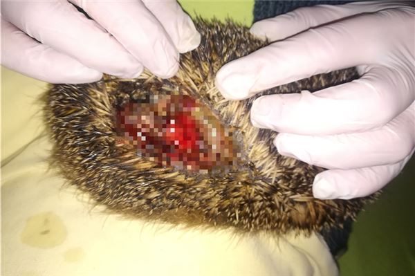 Dieser Igel hatte eine Begegnung mit einem Rasenmähroboter und kam mit dem Leben davon.