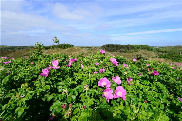 Ebenfalls Baltrum: Die Rose ist auf allen ostfriesischen Inseln heimisch: von Borkum bis Spiekeroog. Und auch auf dem Festland sieht man sie immer häufiger.