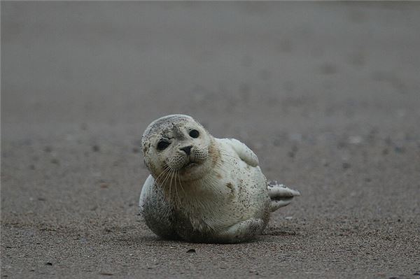 Seehund-Bestände im Wattenmeer auf Rekordniveau Ein Seehund räkelt sich am Strand von Norderney im Sand.