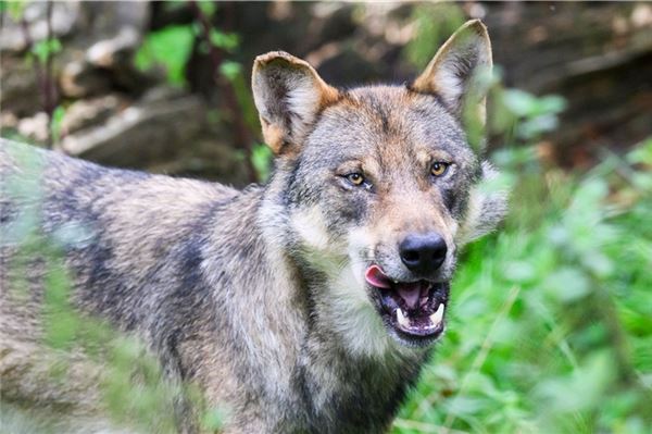 Ein Wolf in Niedersachsen. In Jemgum fürchtet man, dass er nach Ende der Weidesaison die Höfe und Ställe aufsucht.