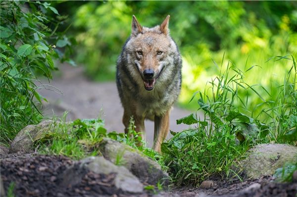 Ein Wolf läuft im Wildpark Lüneburger Heide durch sein Gehege. (Symbolfoto)