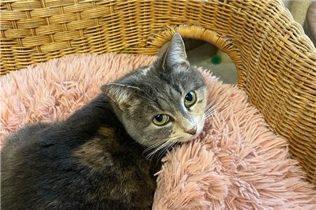 Emmie lebt zurzeit in der Katzenstation in Westerende.