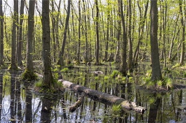Zühlkewald in Forlitz-Blaukirchen: Unterstützung aus Naturschutzkreisen Erlenwälder gelten als CO₂-Speicher, Sauerstoffproduzent und Lebensraum für viele Tierarten. Symbolfoto: dpa