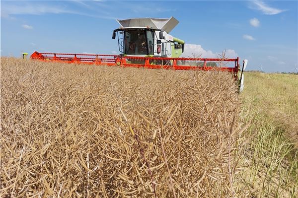 Erntearbeit in Ostfriesland: In diesem Jahr litten Landwirte vor allem unter dem Wetter. Die Erträge werden schlechter ausfallen.