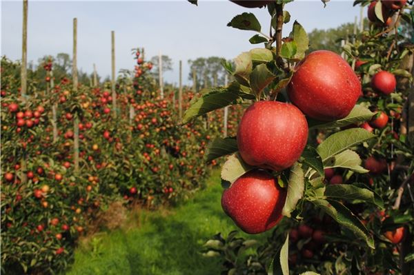 Frostige Herbstnächte sorgen für besonders farbintensive rote Äpfel.