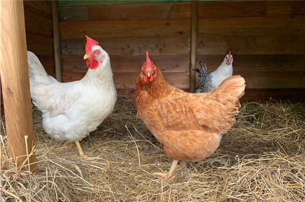 Fünf Hühner und ein Hahn suchen eine neue Bleibe. Foto: privat