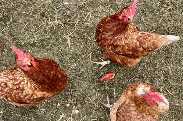 Hühner, Vogelgrippe, Geflügelpest