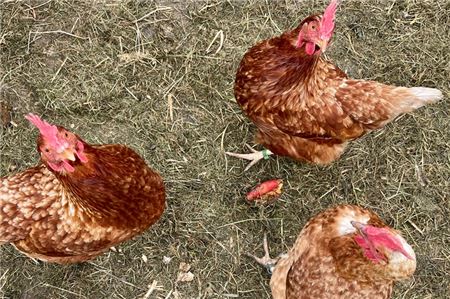 Hühner, Vogelgrippe, Geflügelpest