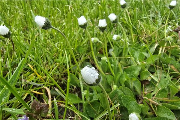 Lecker und gesund: Vergessen Sie nicht den Gundermann! Gänseblümchen